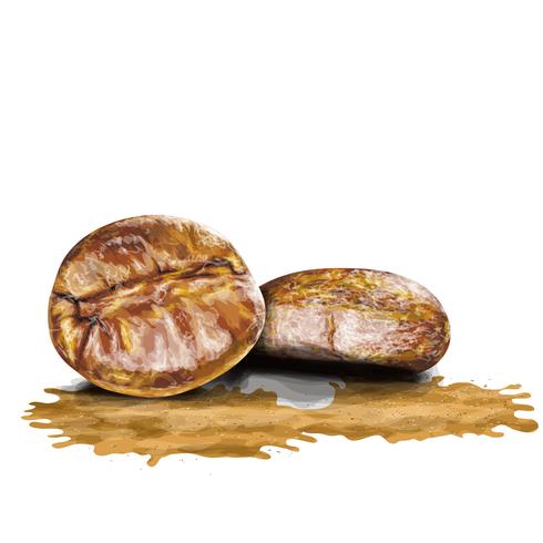 Coffee beens and splash drawing in watercolor art. vector