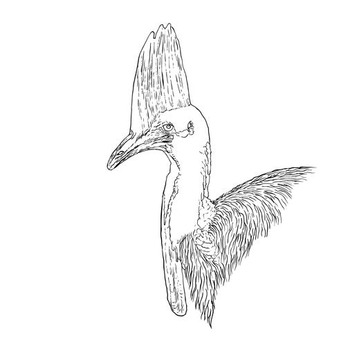 Cassowary vector drawing isolated against white background.