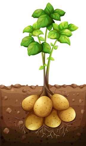 Potatoes plant under the ground vector