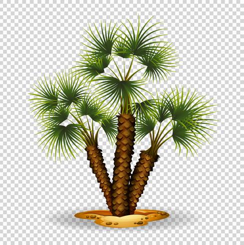 Tema de jardinería con palmera vector