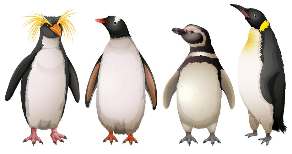 Penguins vector