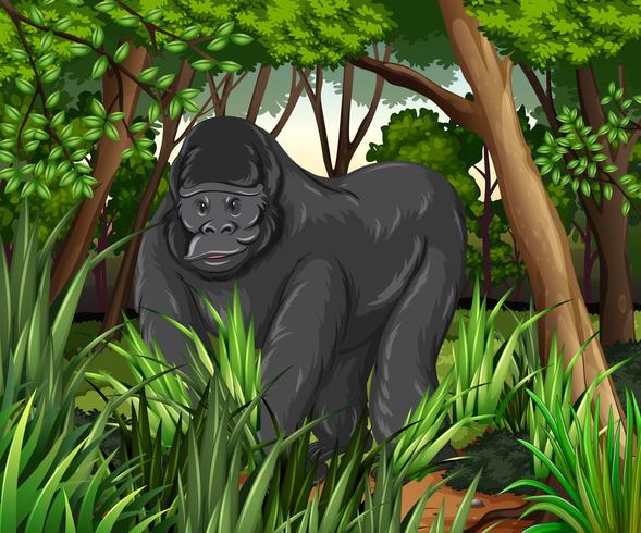 Gorilla living in the jungle vector