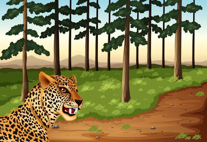 Un leopardo en el bosque vector