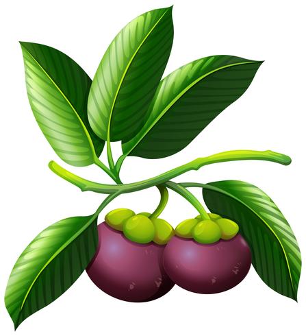 Branch of mangosteen with fruits vector