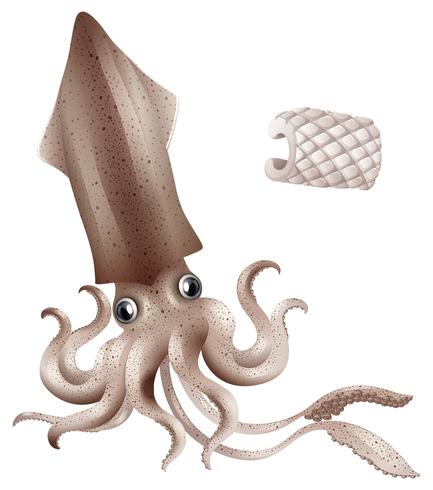 Squid vector