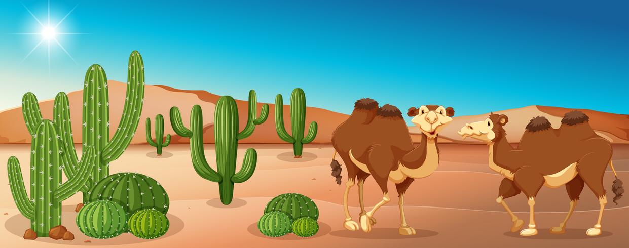 Two camels standing in desert field vector