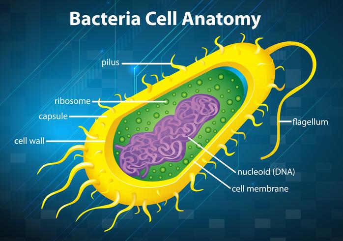 Estructura celular de las bacterias vector