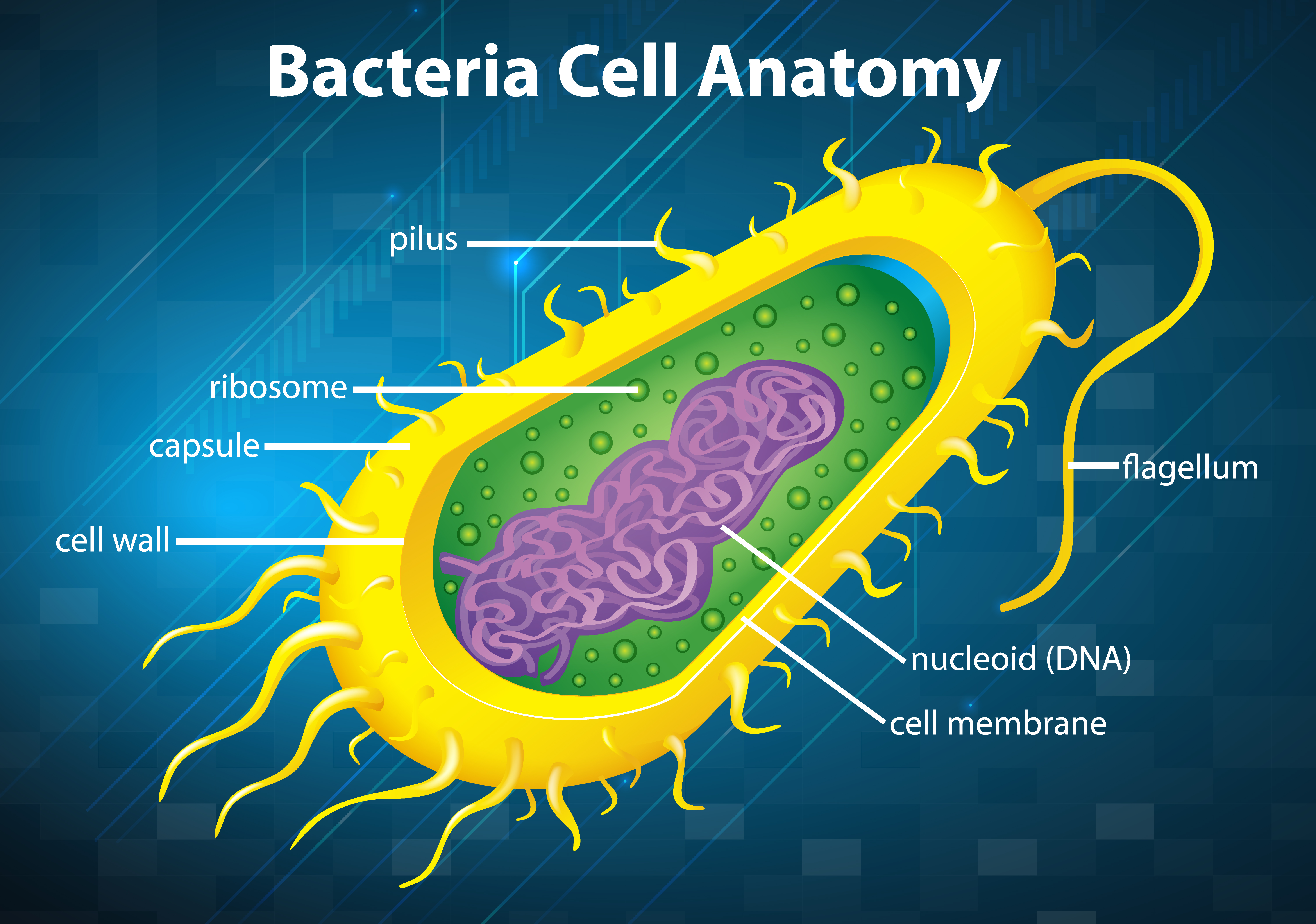 Bacteria cell structure 365530 Vector Art at Vecteezy