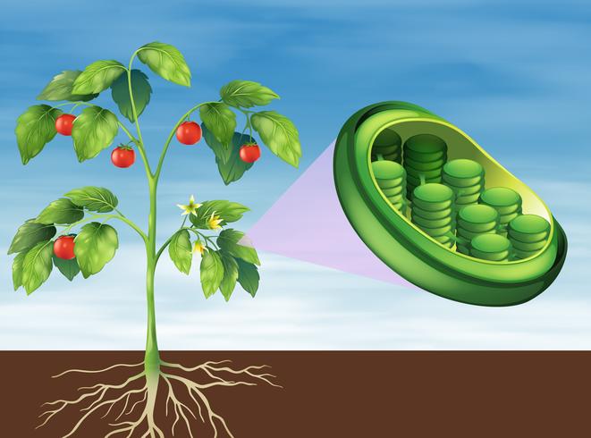 Cloroplasto en planta vector