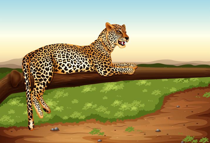 Leopardo vector