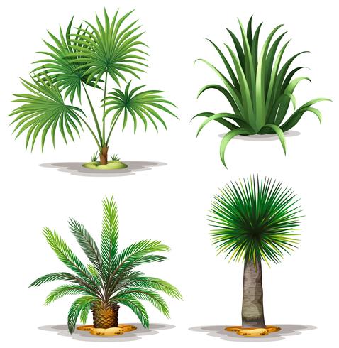 Palm plants vector