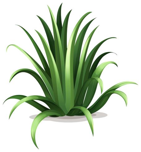 Agave bracteosa vector