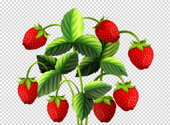 Fresh strawberry bush on transparent background vector