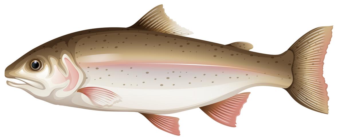 Trout vector