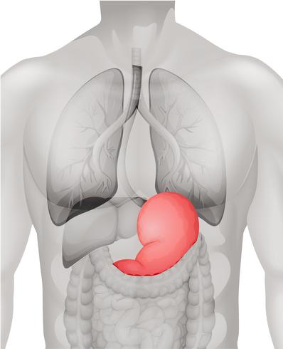 Human stomach diagram in detail vector