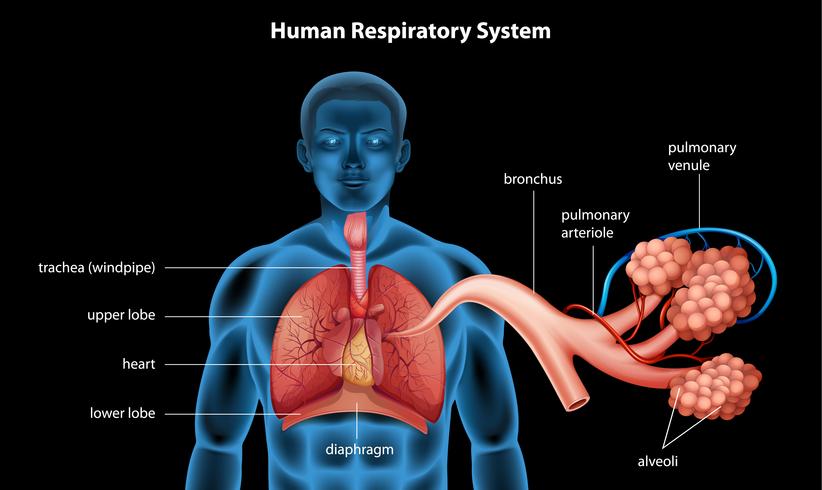 Respiratory System vector