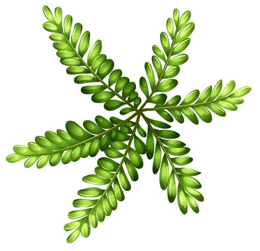 A topview of a fern vector