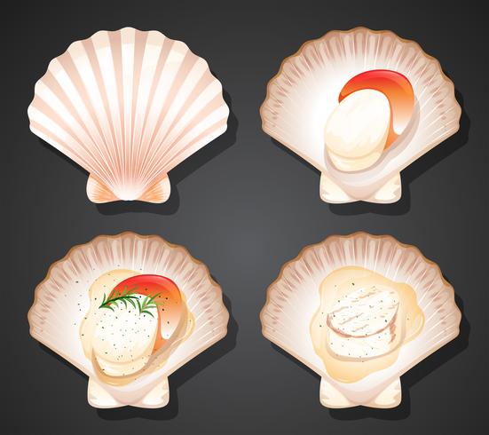 Set of scallops scene vector