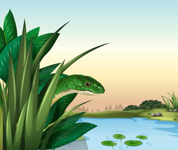 A green snake at the pond vector