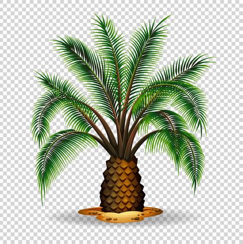 Palm tree on transparent background vector