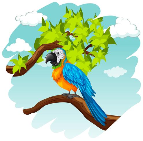 Parrot standing on branch vector