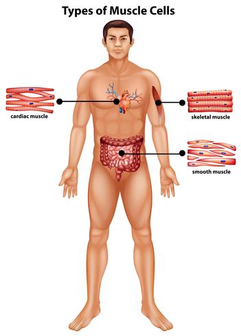 Diagram showing types of muscle cells vector