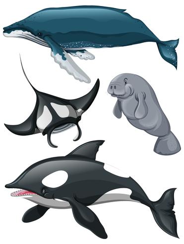 Diferentes tipos de ballenas y peces. vector