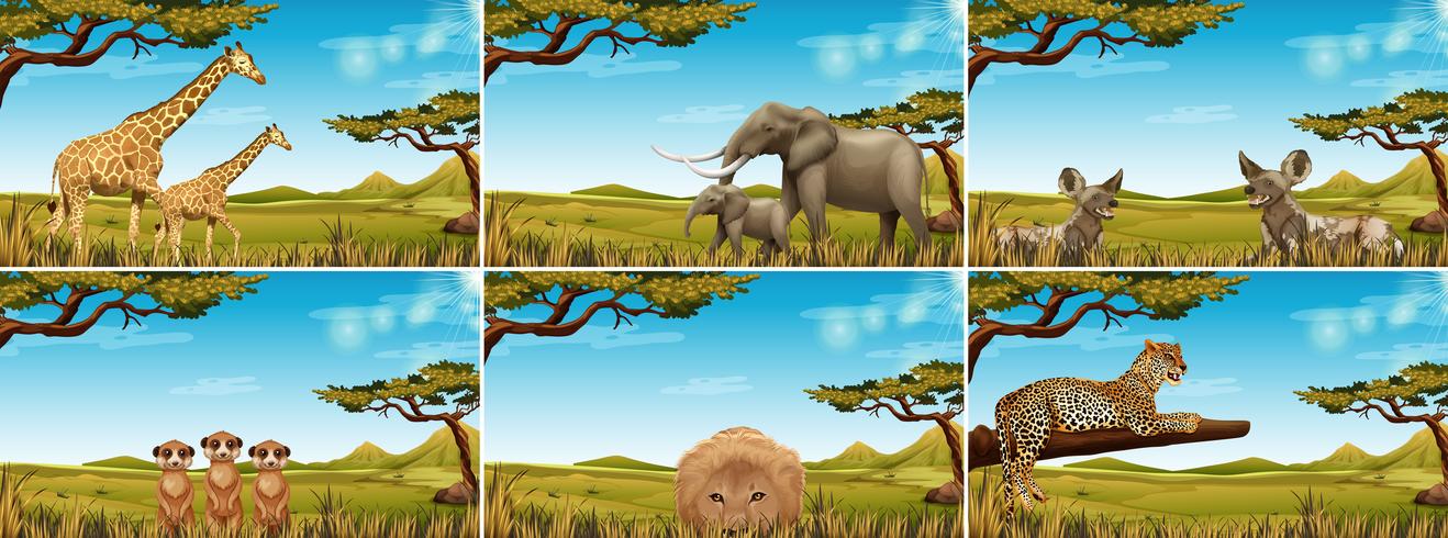 Set of wildlife in savanna vector
