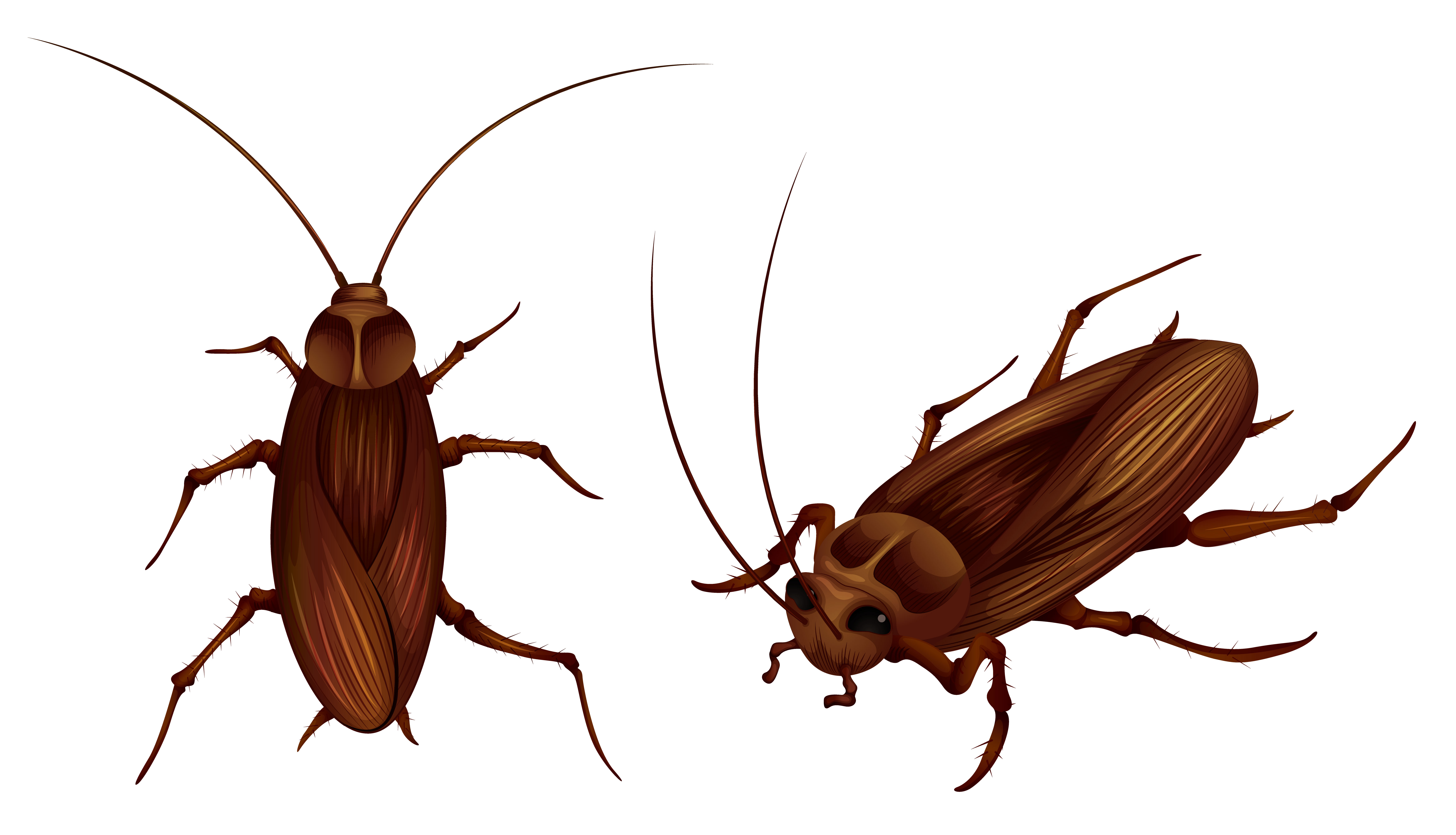 Cockroaches Free Vector Art - (56 Free Downloads)