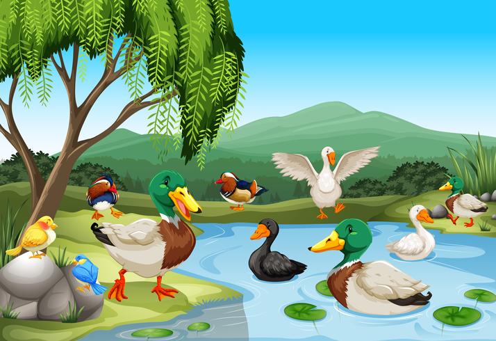 Escena del parque con muchos patos y aves. vector