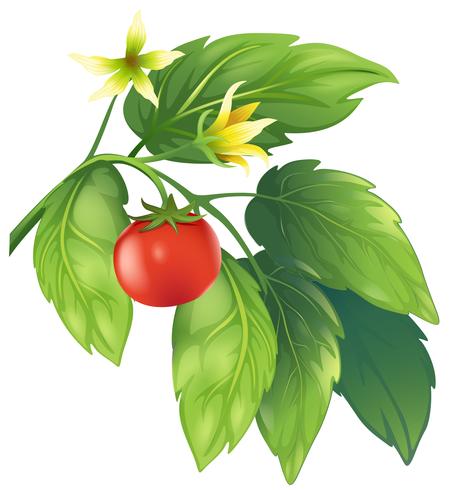 Tomato vector