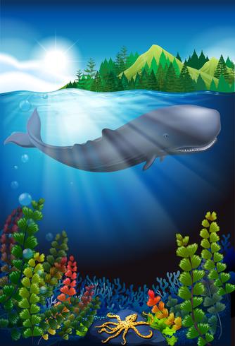Whale swimming under the ocean vector