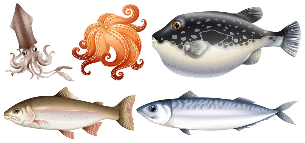 Seafood vector