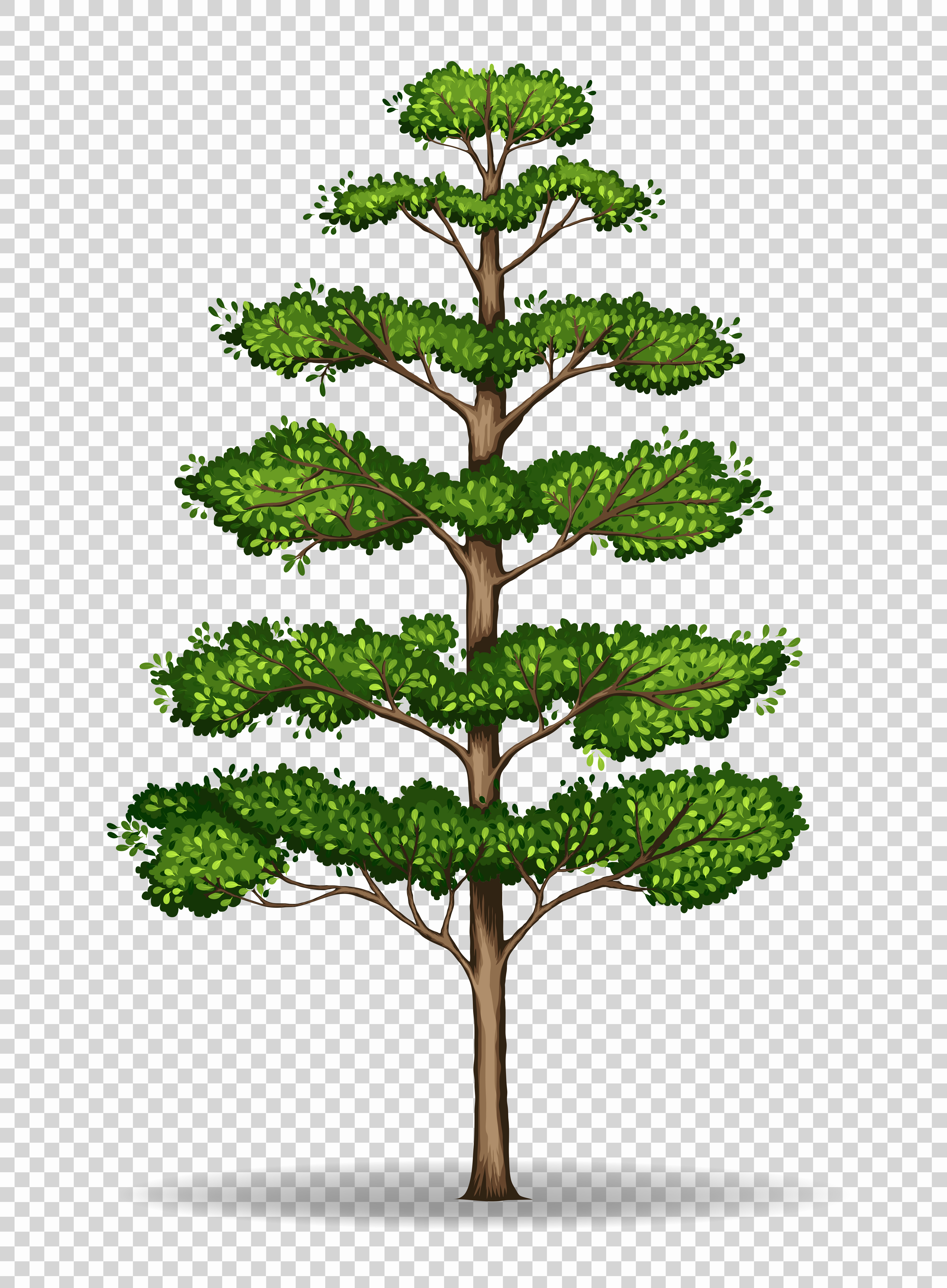 Tall Tree On Transparent Background Download Free Vectors Clipart Graphics Vector Art