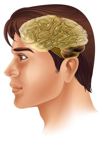 Cerebro humano vector