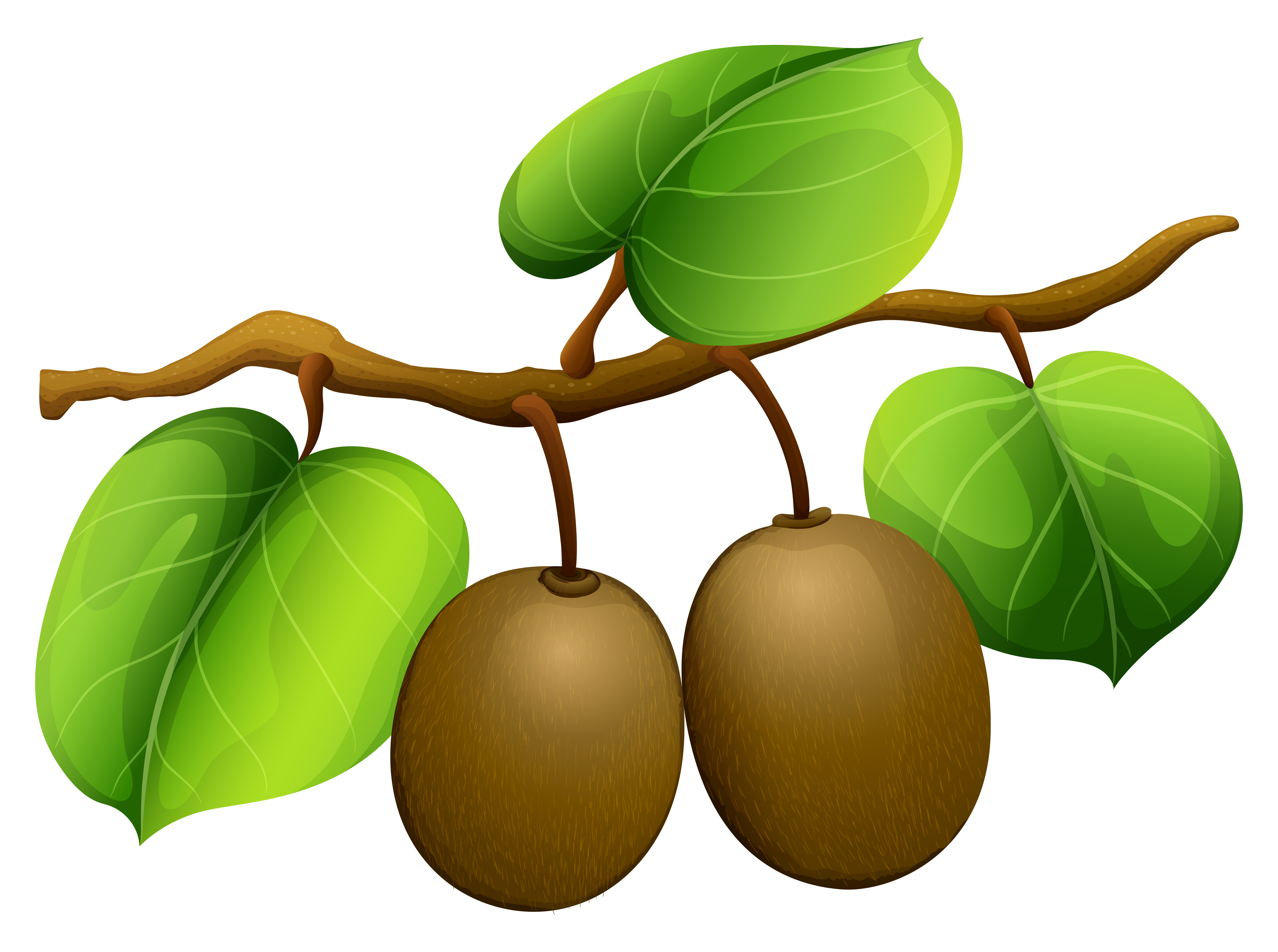 Fresh Kiwi On The Branch Vector Art At Vecteezy