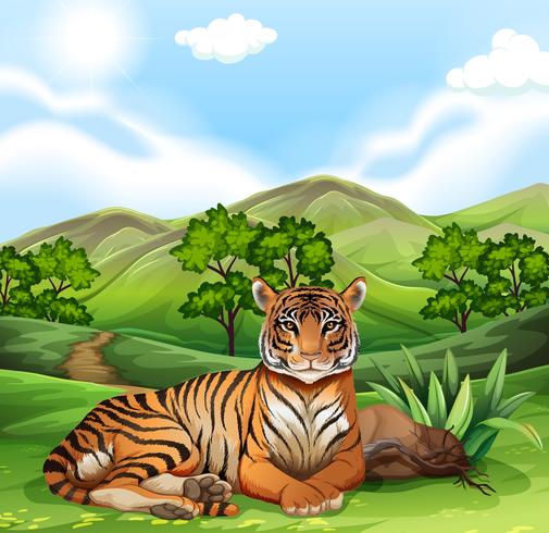 Tiger sitting in the field vector