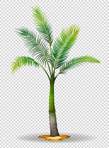 Palmera en el fondo transparente vector