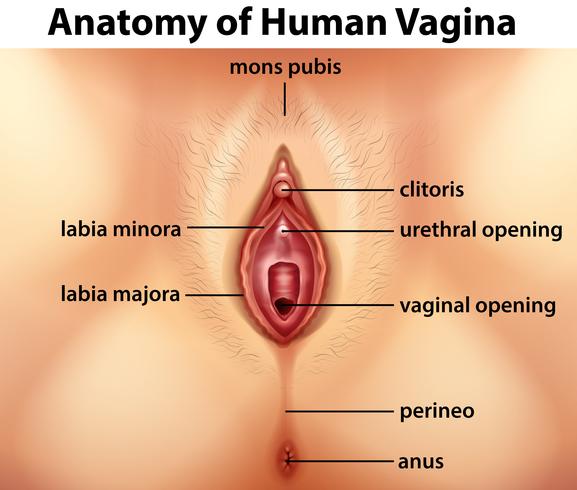 Diagram showing anatomy of human vagina vector
