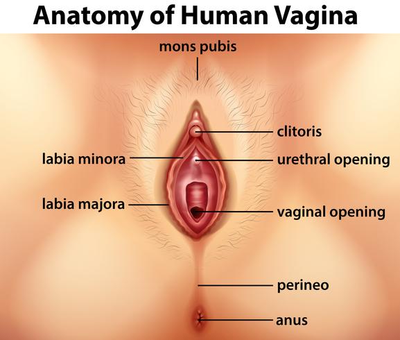 Diagrama que muestra la anatomía de la vagina humana. vector