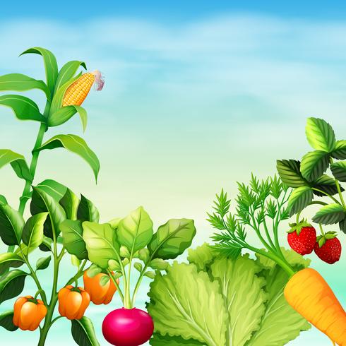 Many types of vegetables vector