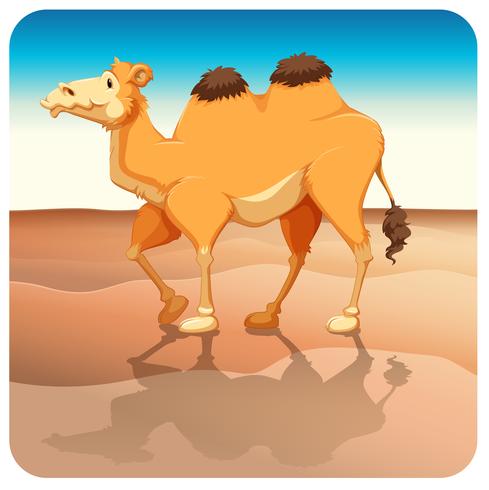 Camel vector