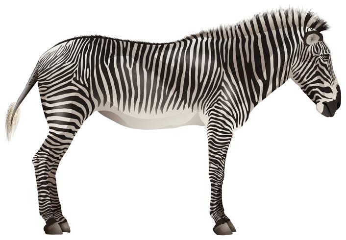 Zebra vector