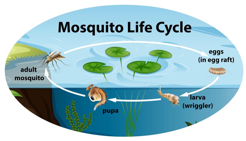 Life cycle of mousquito vector