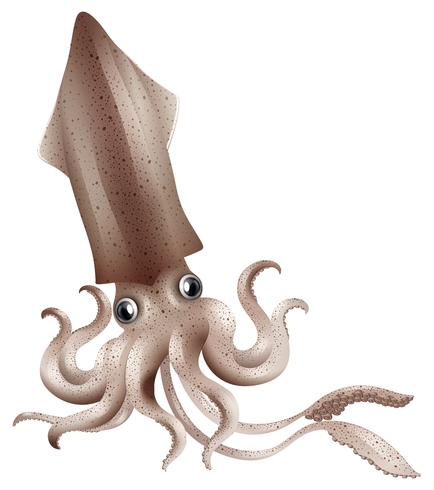 Squid vector