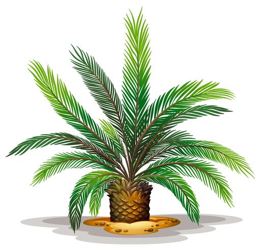 Cycas revolute vector