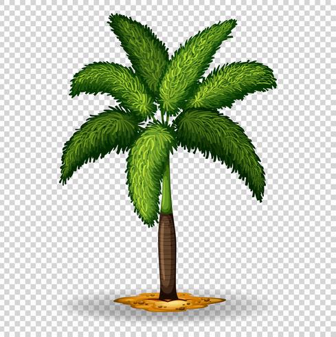 Palm tree on transparent background vector