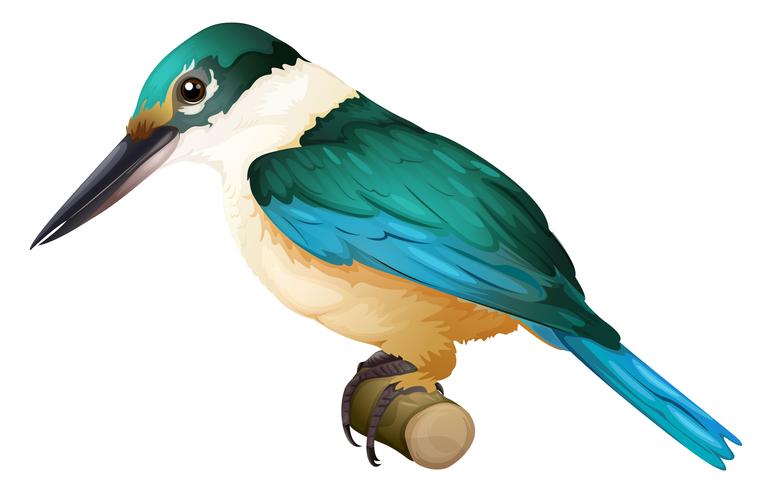 Sacred kingfisher vector