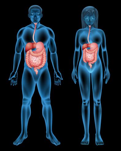 Digestive system vector