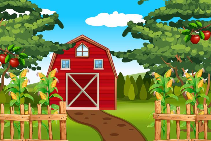 Corn and apples on the farm vector